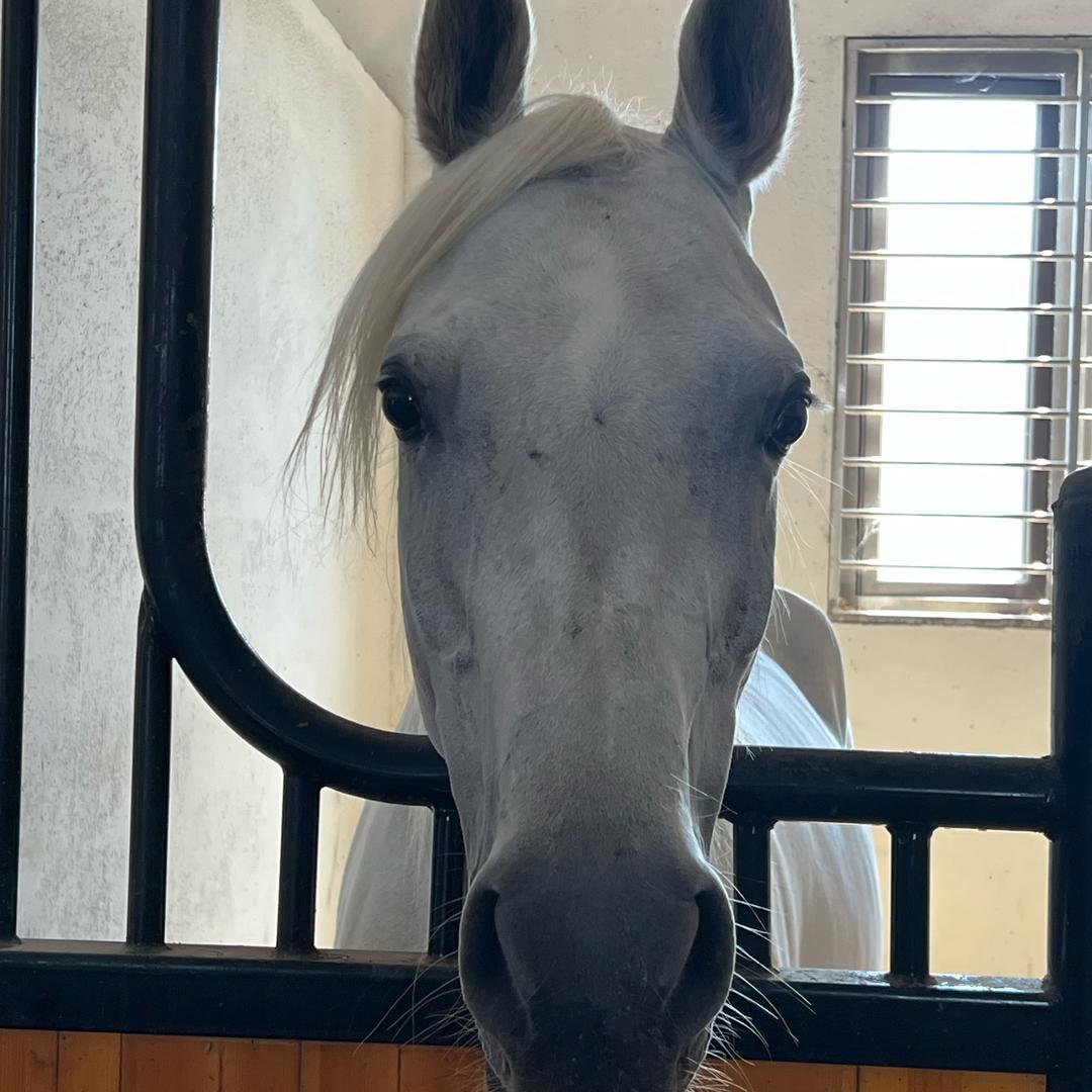 尊一玩马🐎
