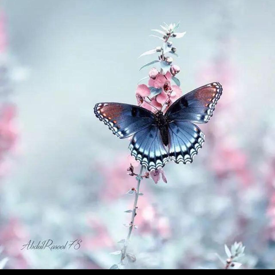 梦燕飞雪-食人间烟火的法律人