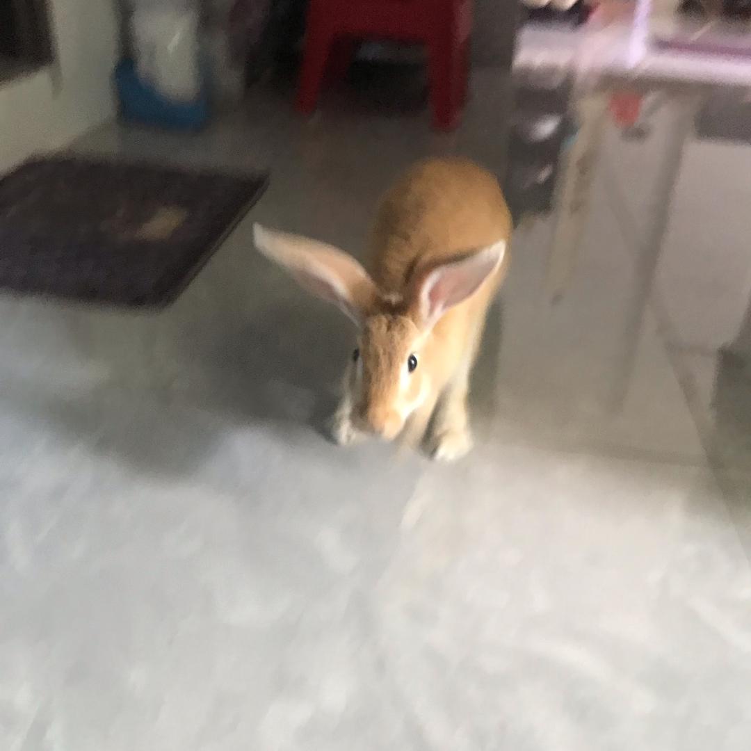跳跳兔