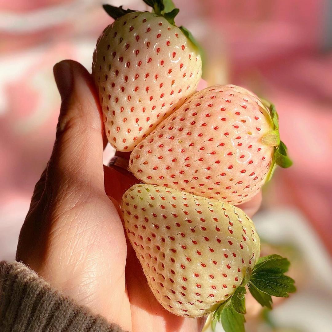 花花优选