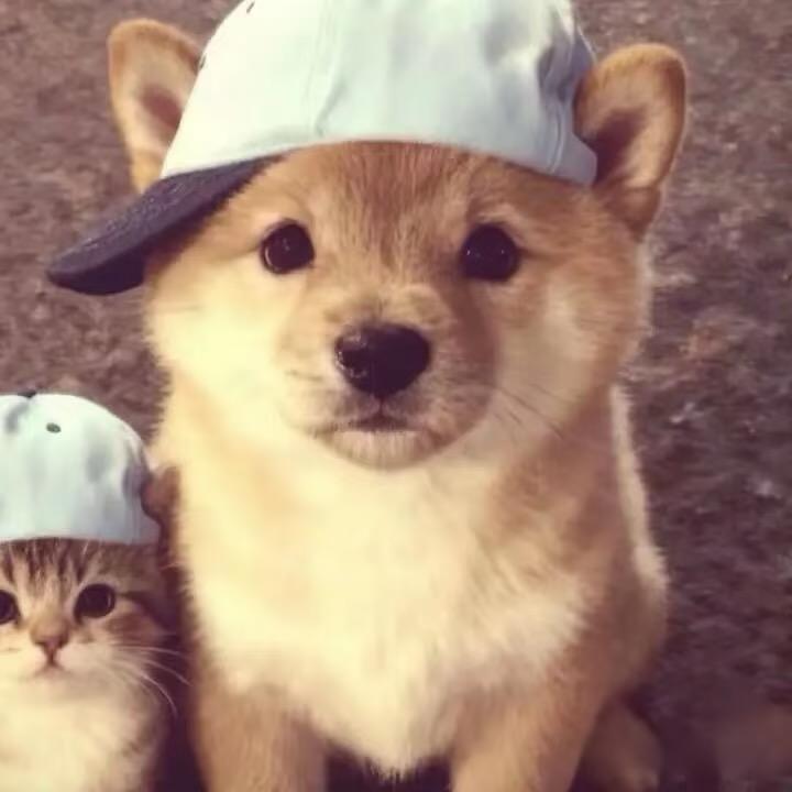 给我脸咋地