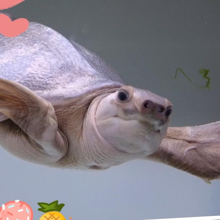 龟蜜🐢