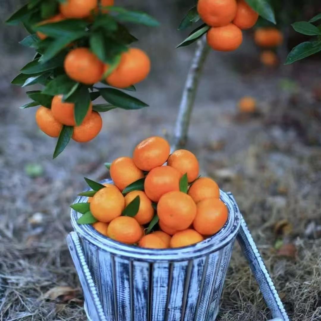 小陈家橘子
