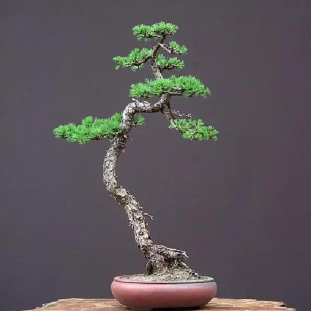 花开富贵园艺店