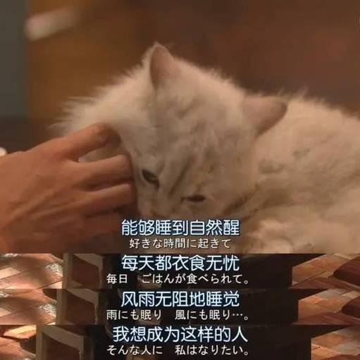 一粒苞米君头像