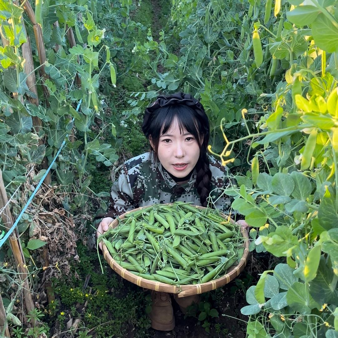 云南甜脆豌豆🫛