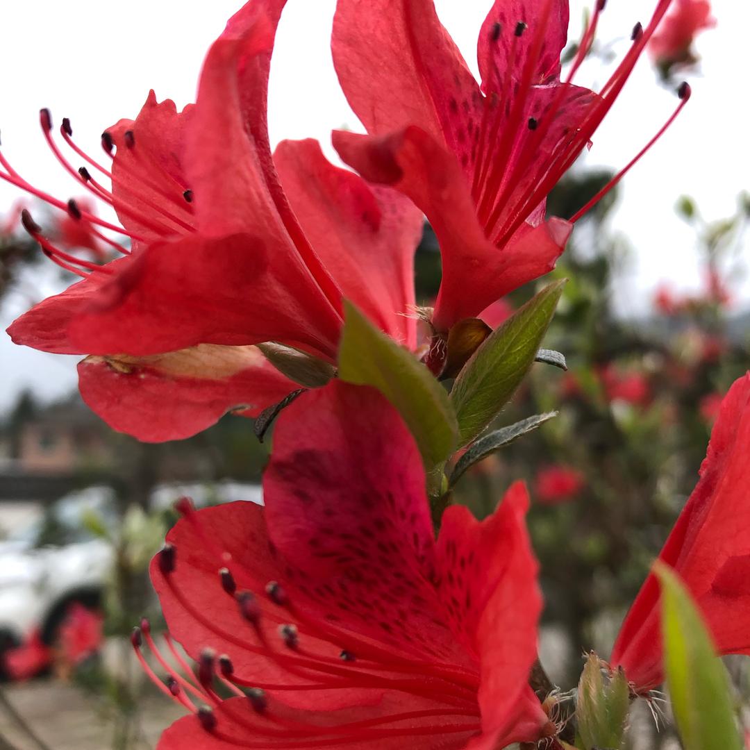 老晋春联年画商铺