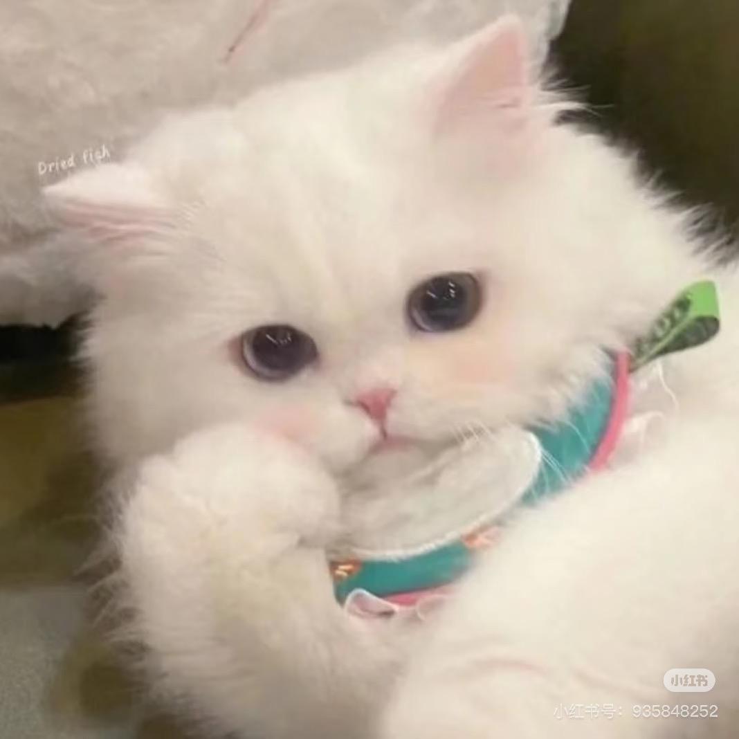 肉肉猫🐱