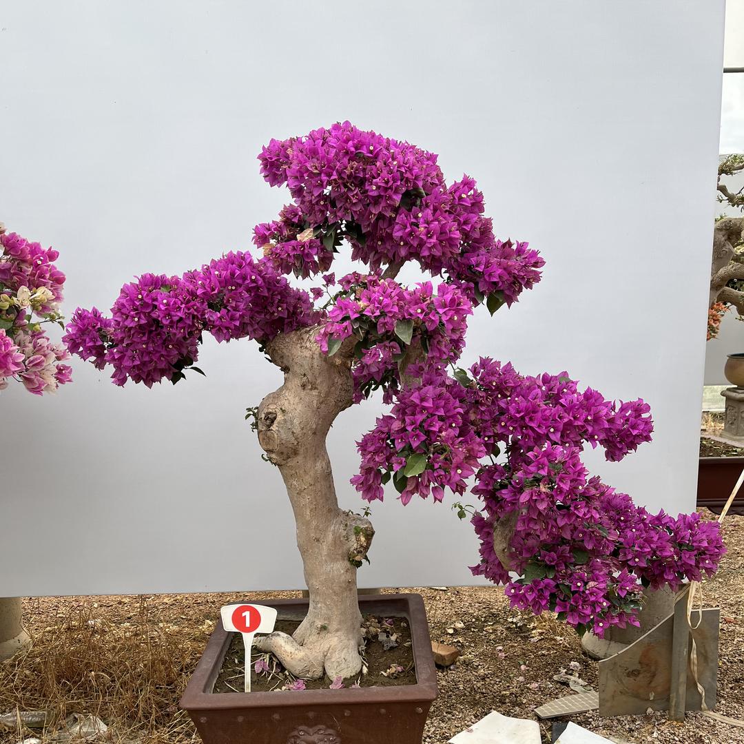 林轩三角梅园艺