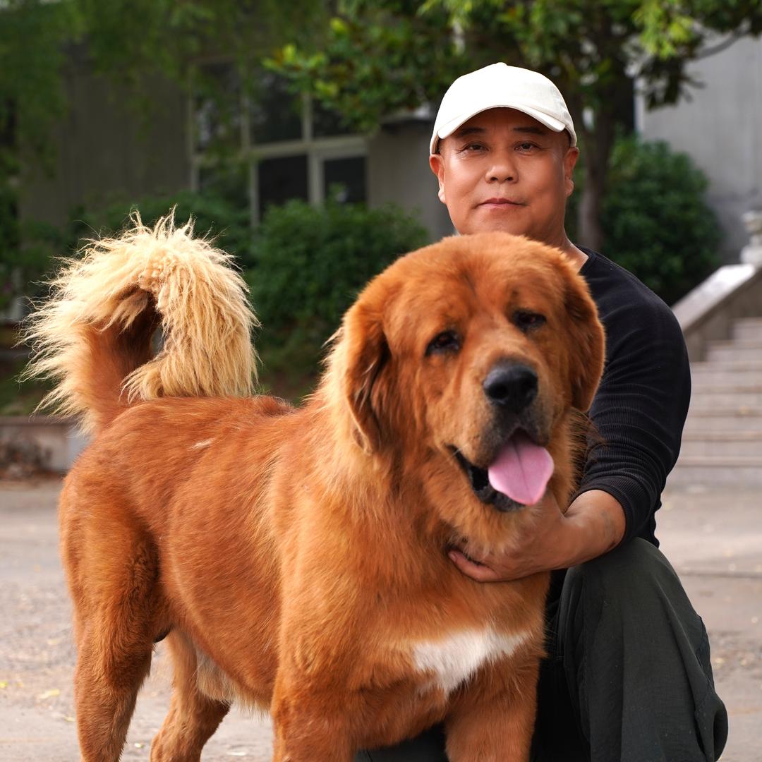藏獒大叔