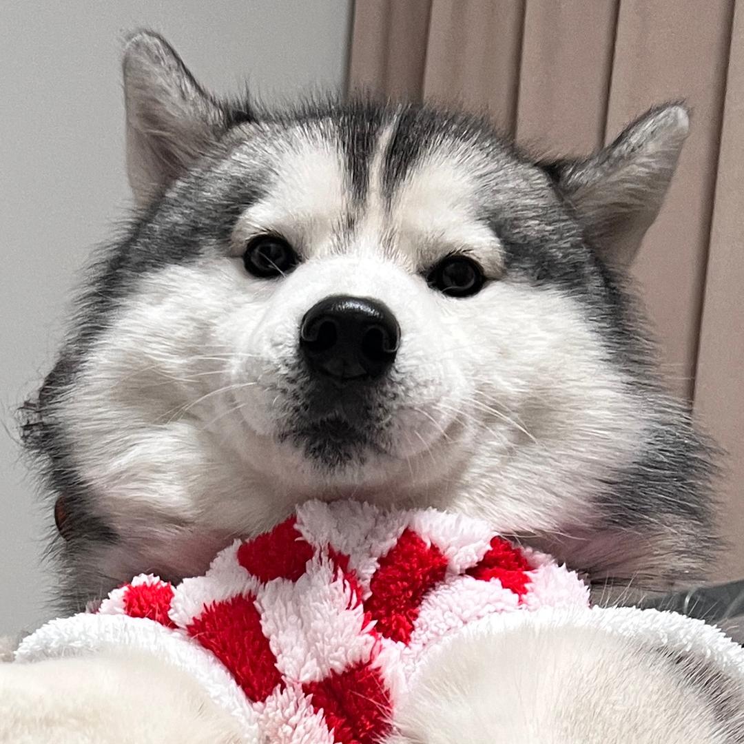 jojo是二哈呀🐶