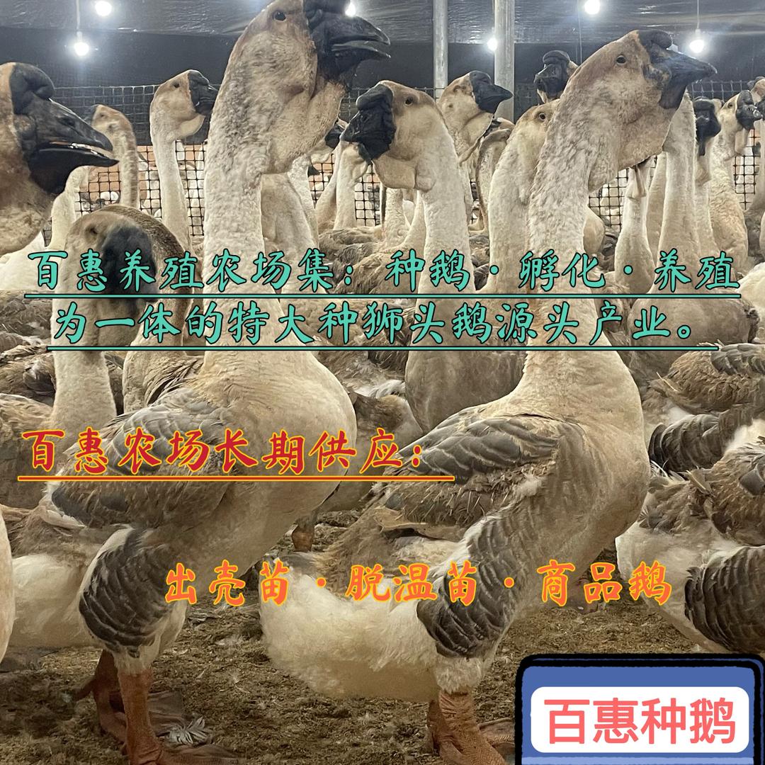 百惠农场农产品店