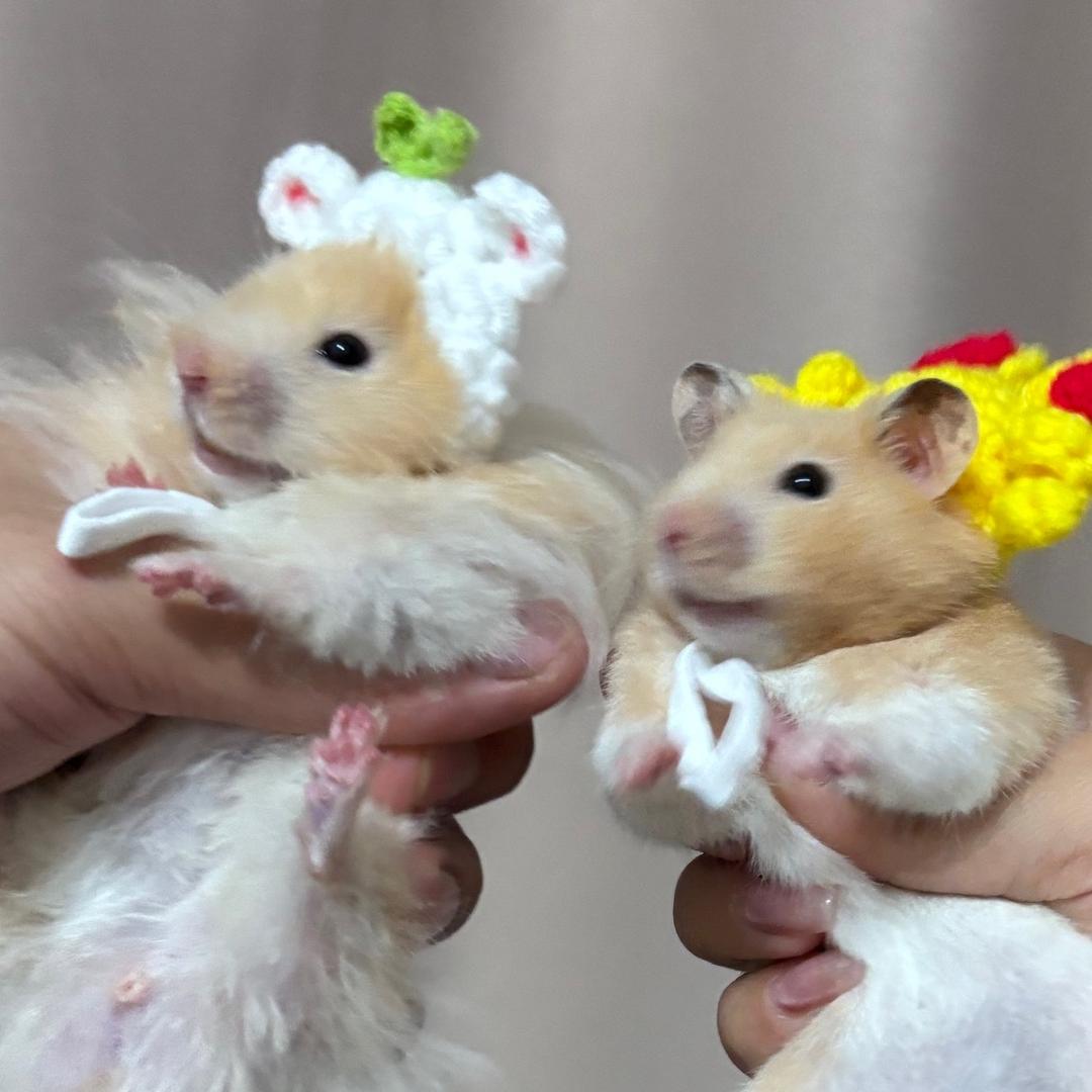 小老许的摆烂生活