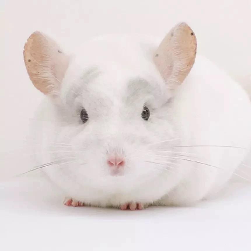 若尘(四叶草龙猫)