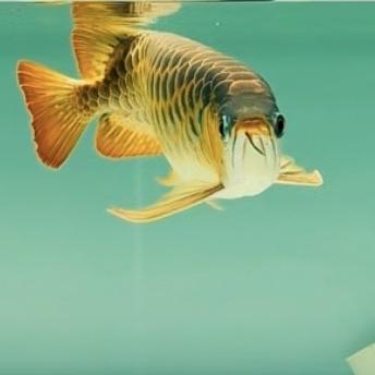 罗汉鱼大叔高端水族用品店