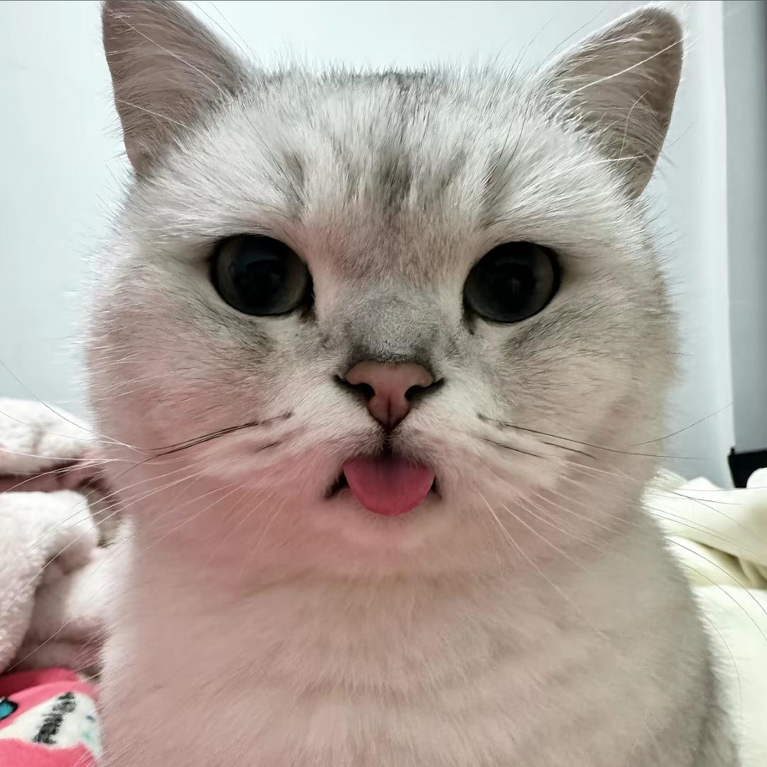面面