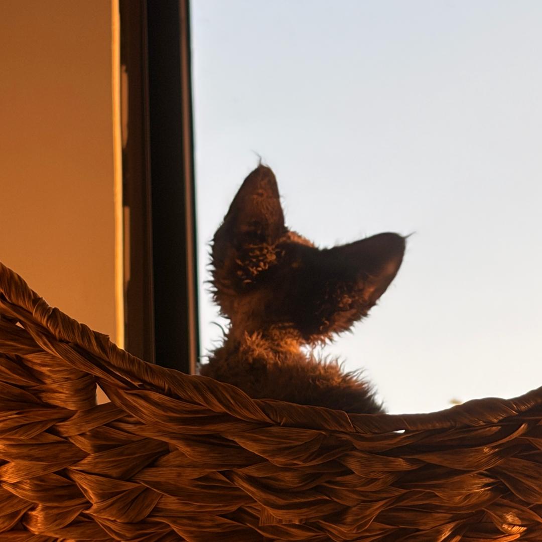 🍓🍬🫶🏻🐈‍⬛