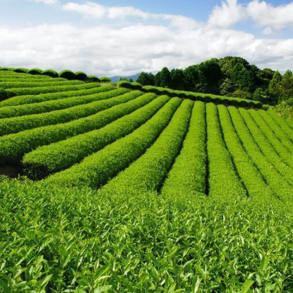 昕瑞茶行