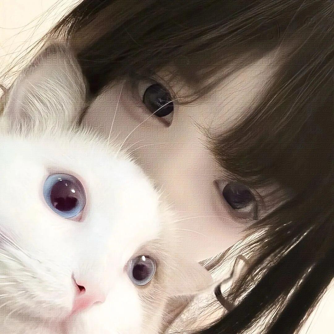 猫猫羽