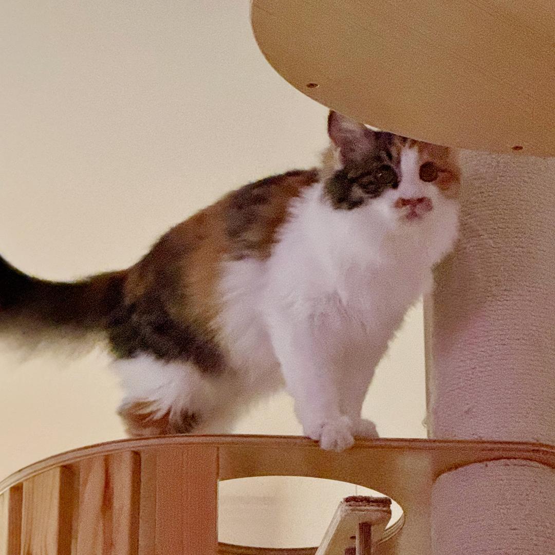 猫猫头（囤囤鼠抽百粉贴贴）