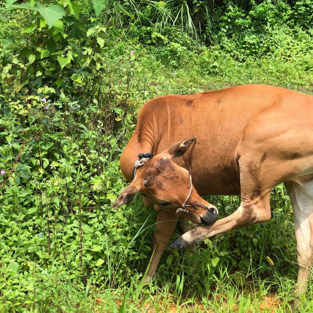 四都生态散养黄牛