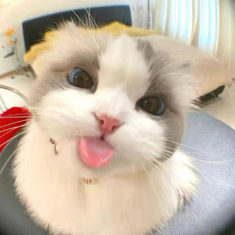 Skye小猫咪呀