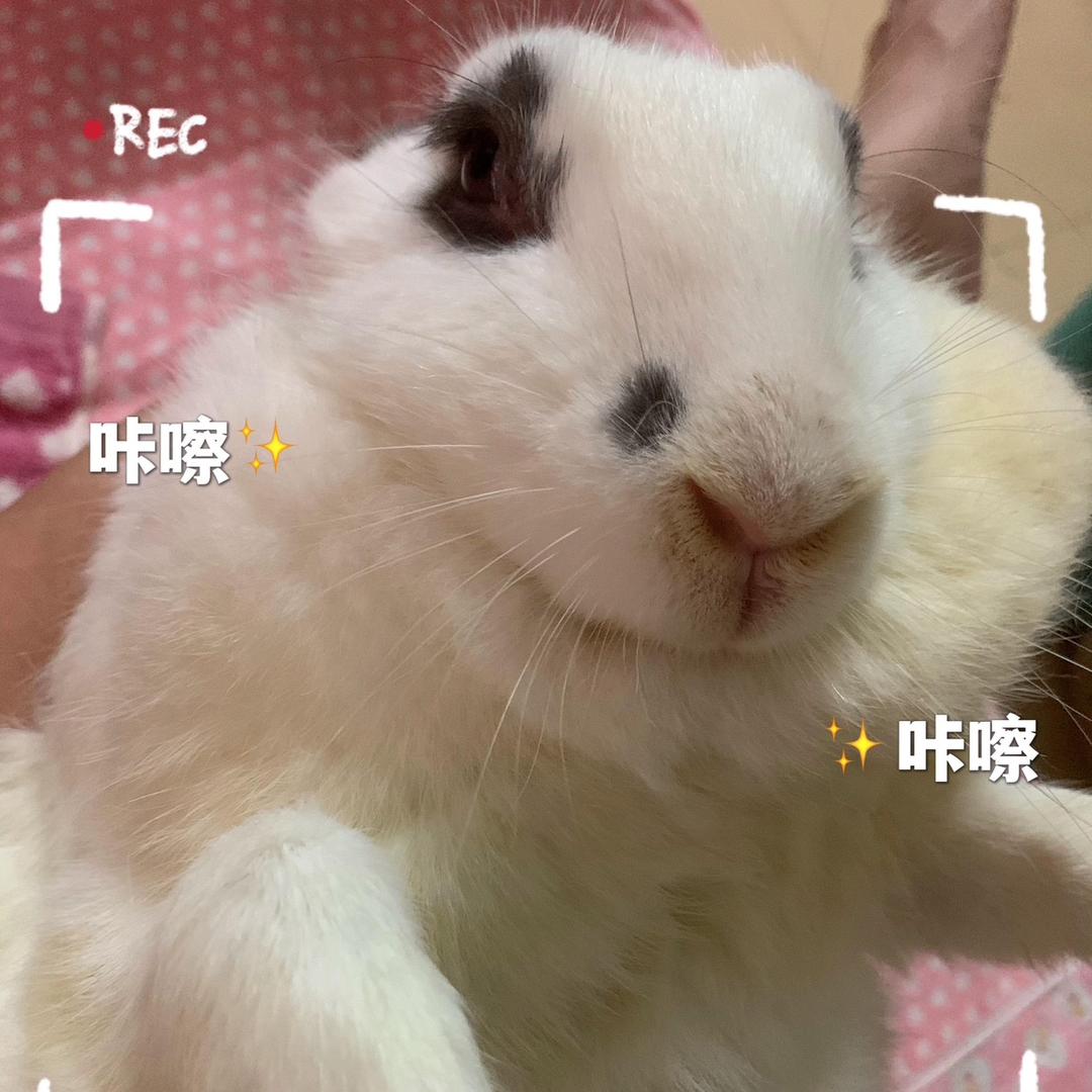 🌟星语心愿🌙