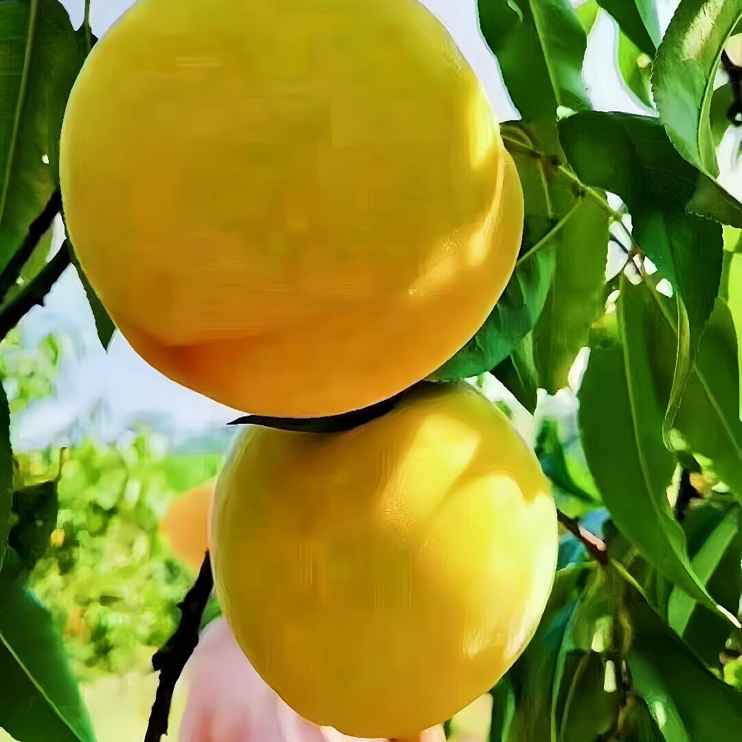 锦绣黄桃