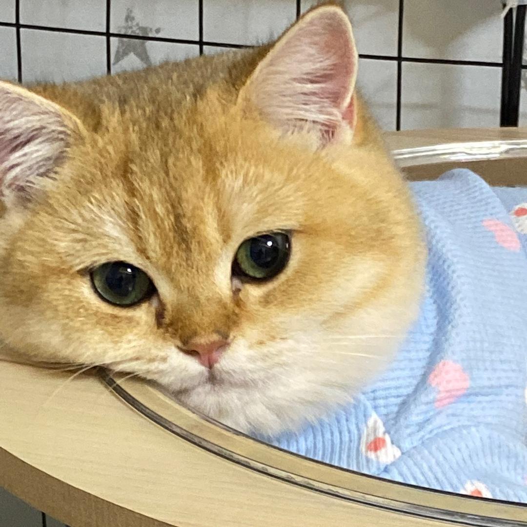 阿猫阿狗鱼罐头