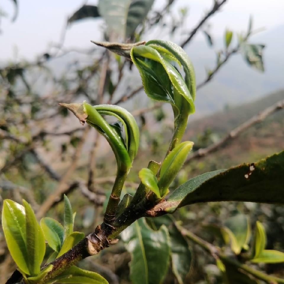 冰岛茶区山头号古茶