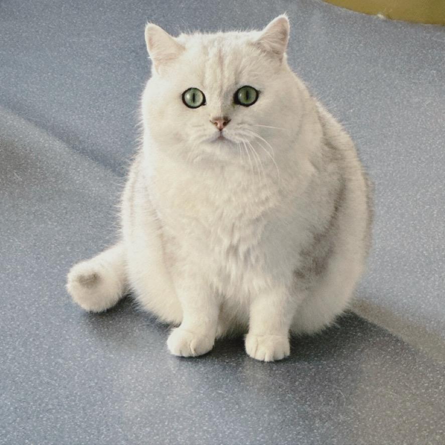 汤圆是只猫🐱