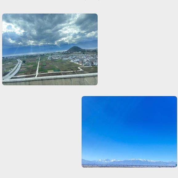 野鸽