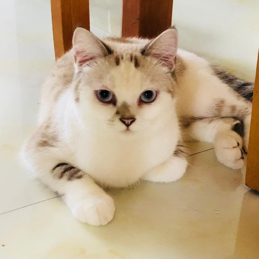 白雪是只猫