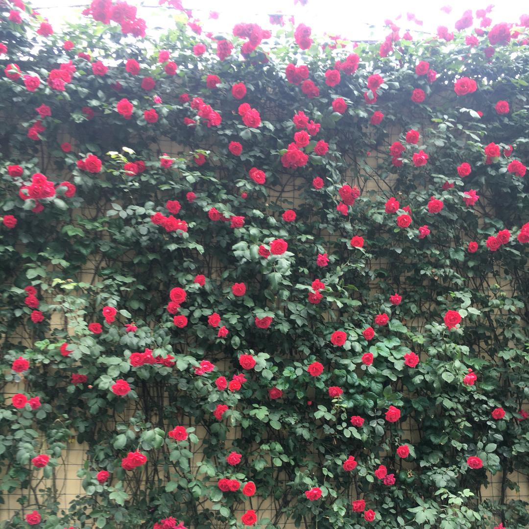 花开富贵。