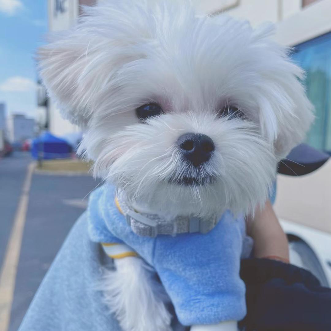 小阿艺Tz