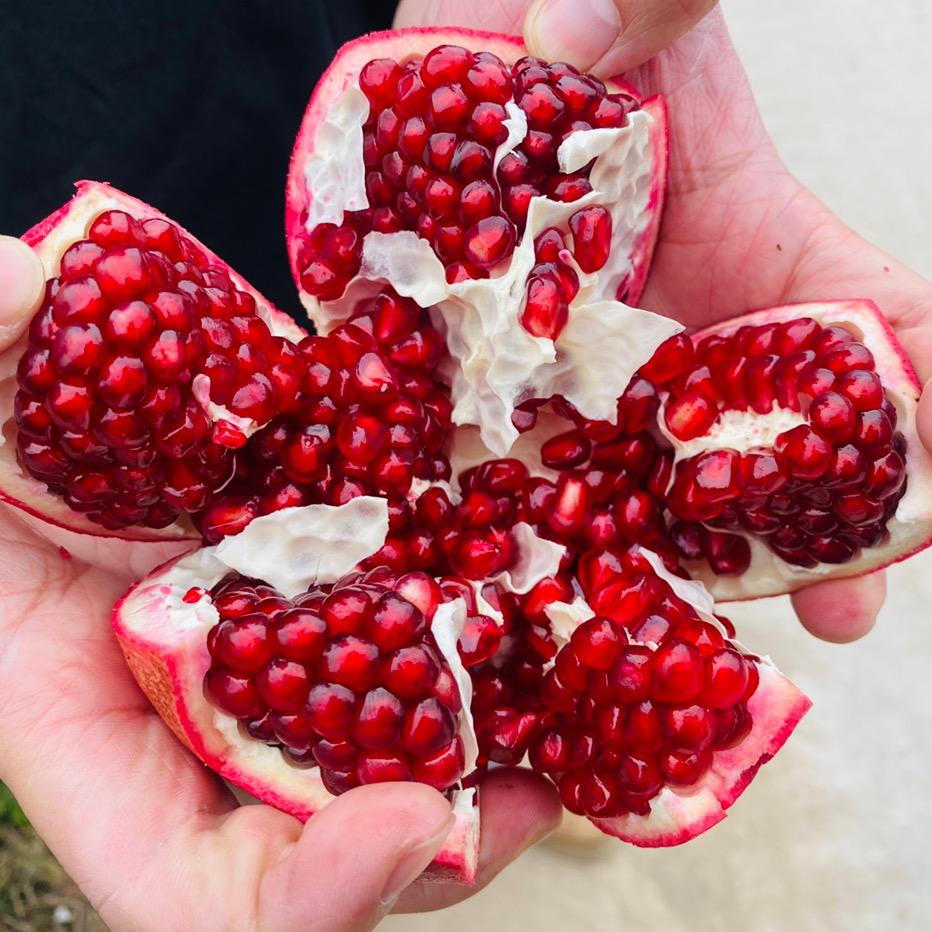 三原石榴红了家庭农场