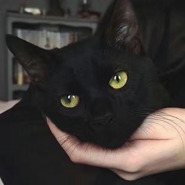 肆鸽佳