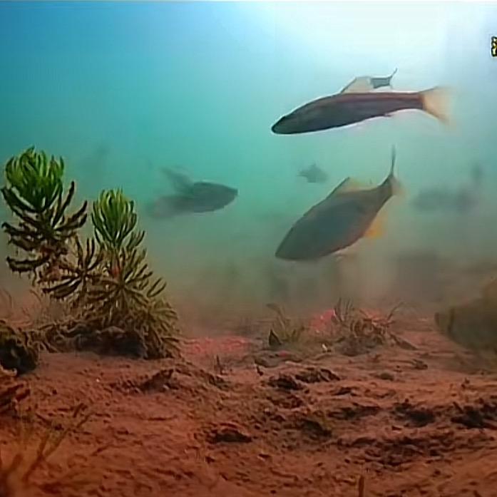 360度可旋转水下摄像头探鱼器