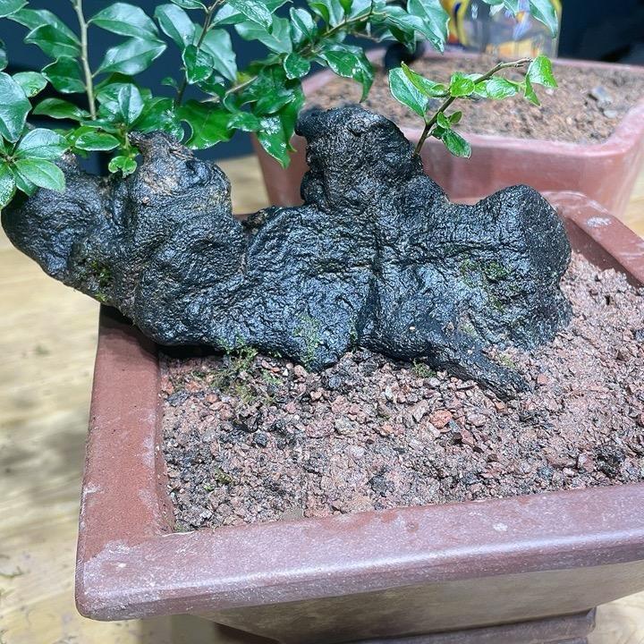 万艺金弹子盆景