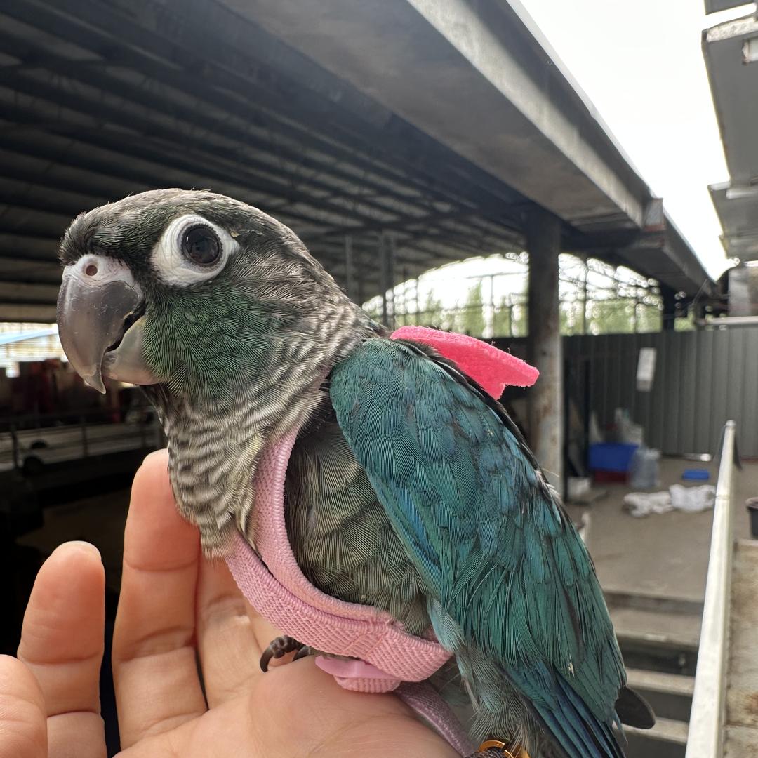 晴天鹦语宠物优选