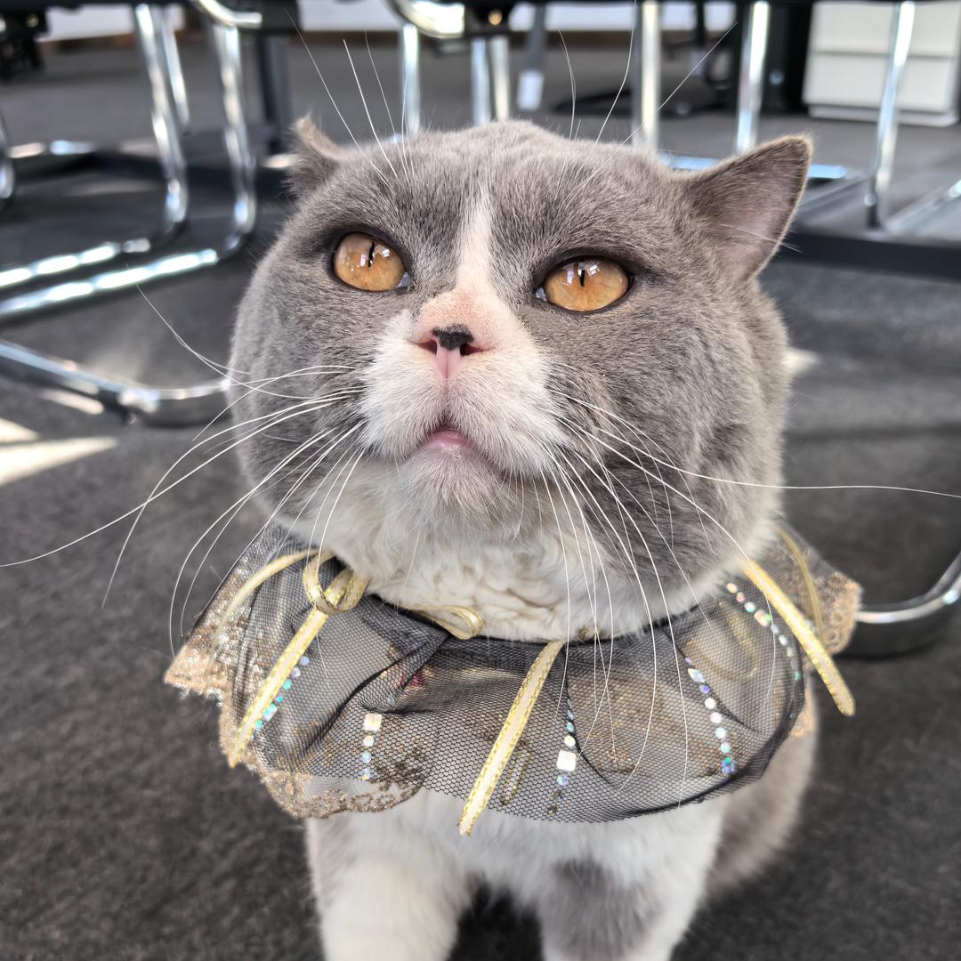 Ray瑞金豆喵物分享😸