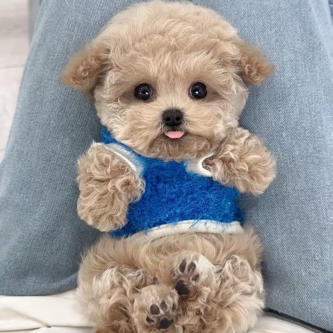 利强犬舍（直播号）
