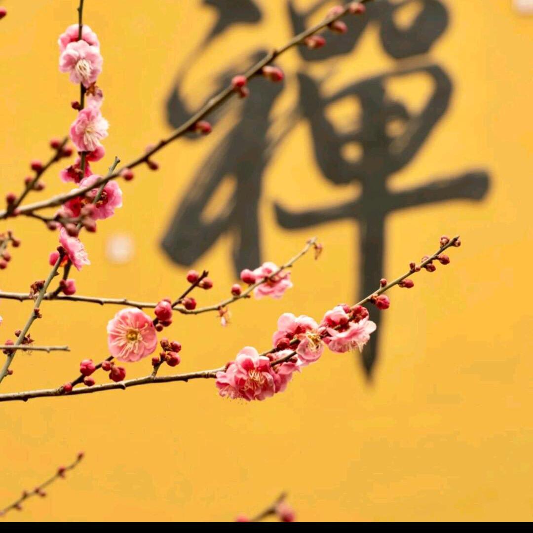 衡山圆净先生