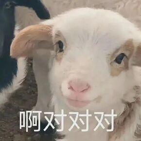 小刀豆