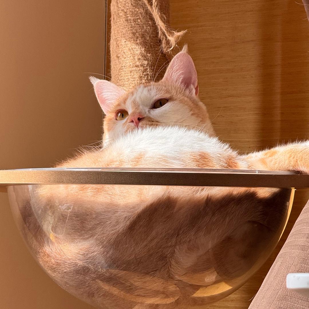 超快乐的阿橘橘