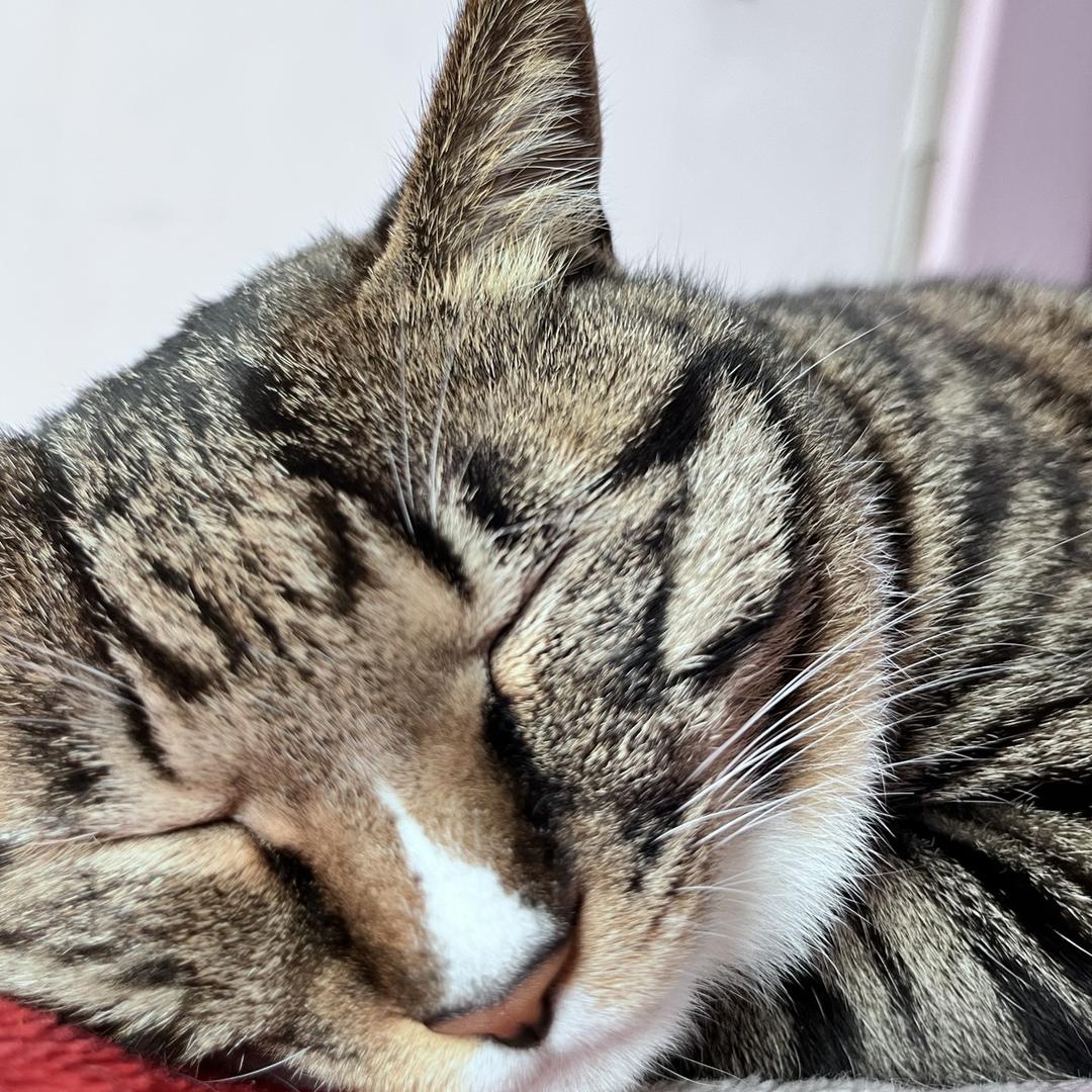 狸花猫 。七宝🐈
