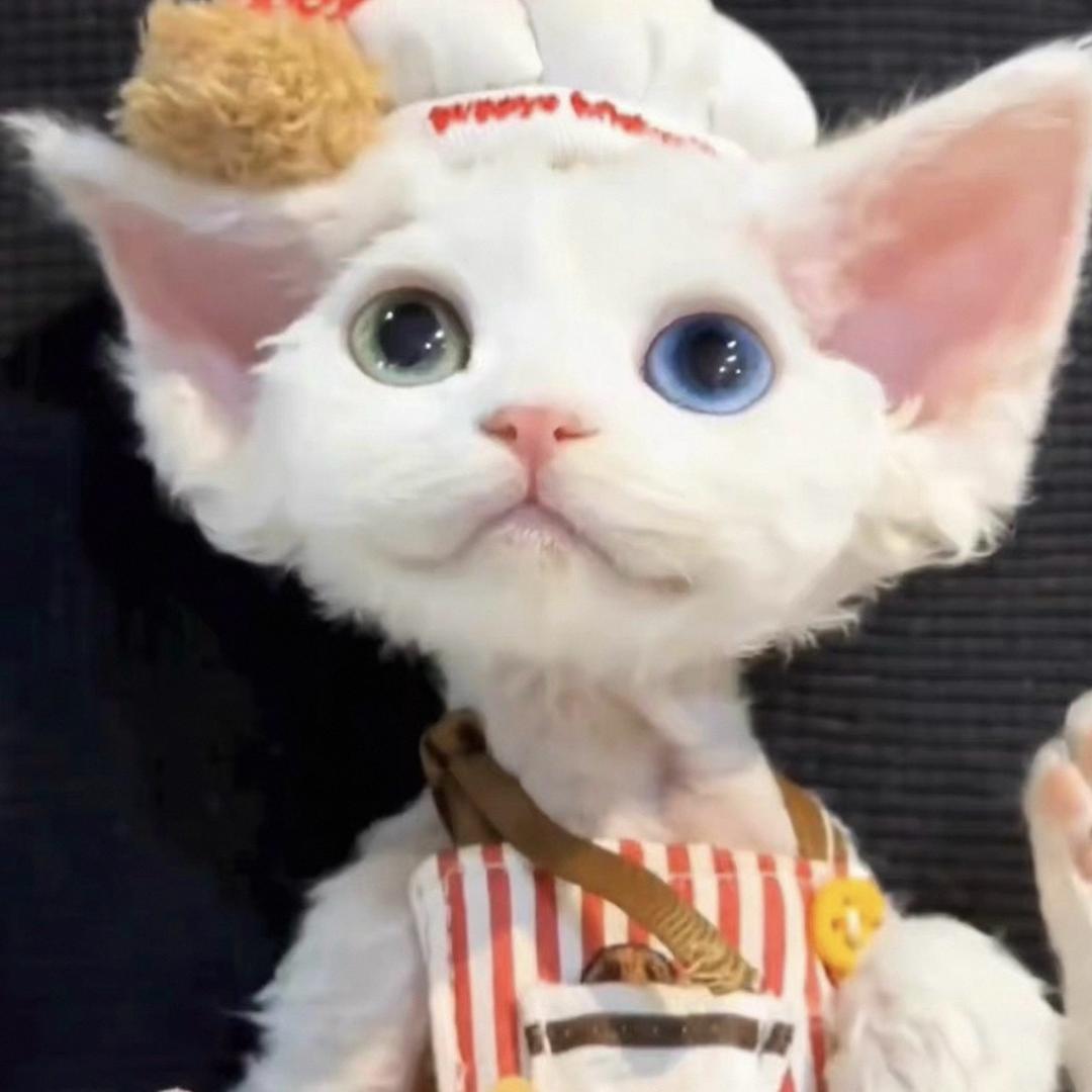 小朵的猫
