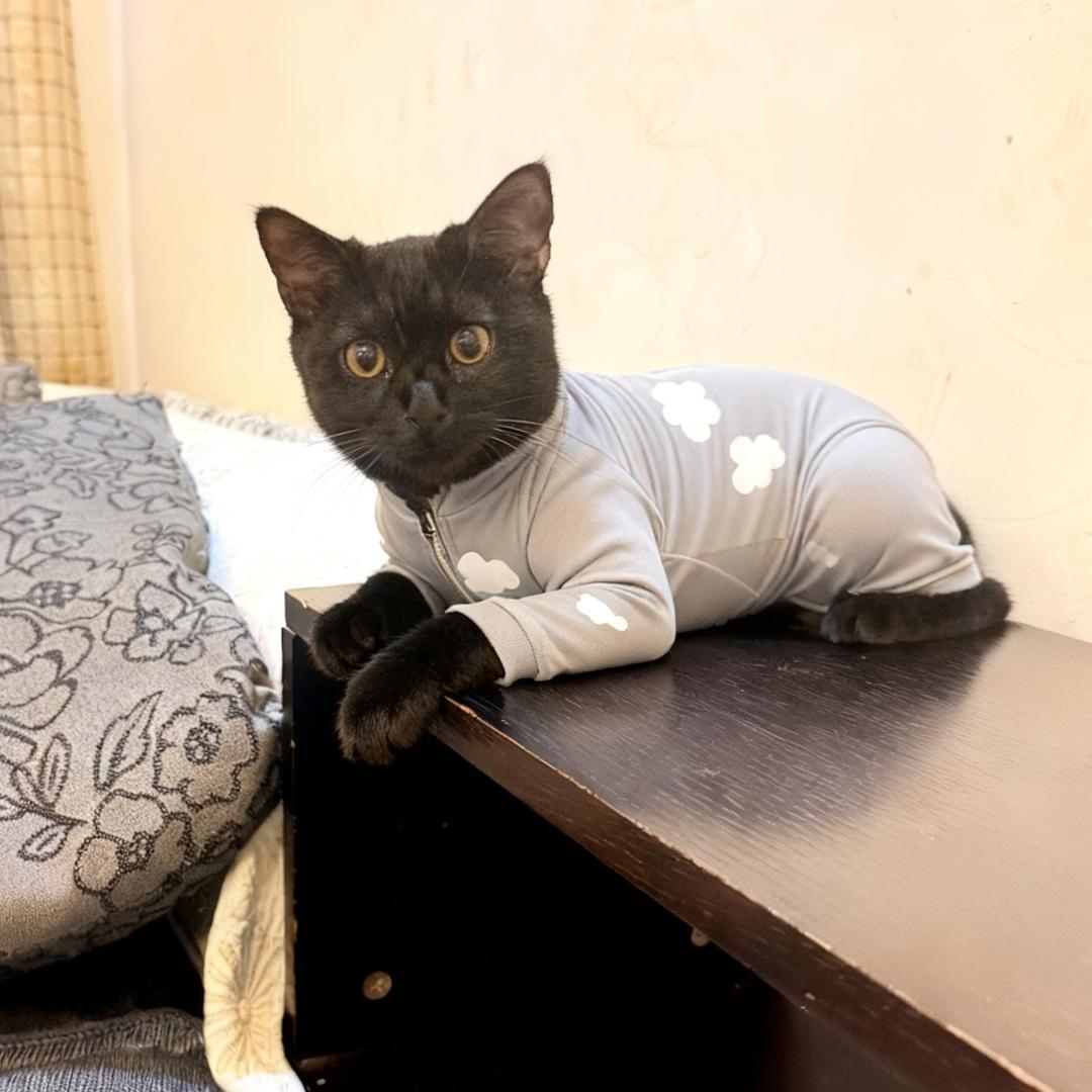 李不理的猫