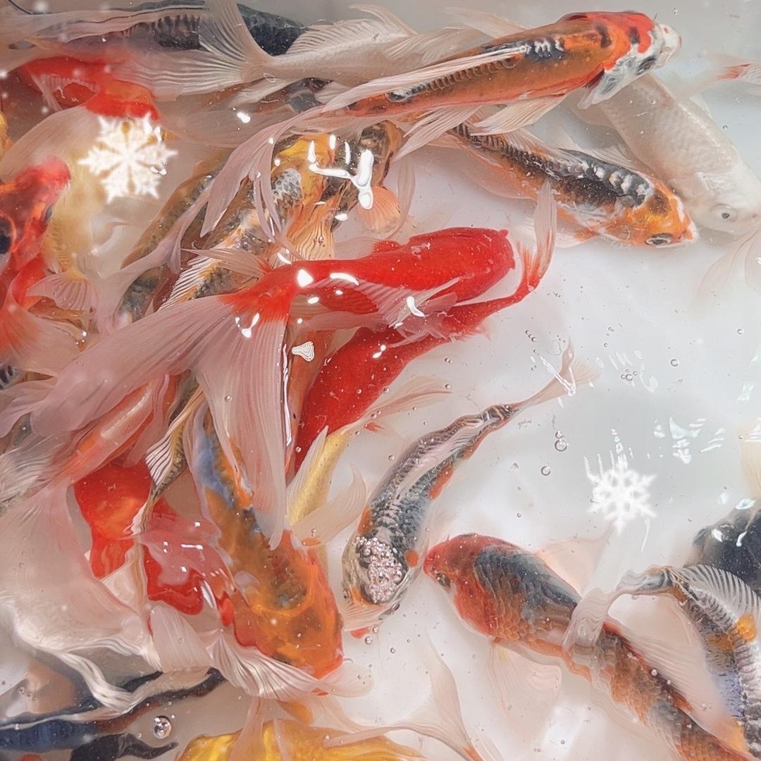 美美的鱼游啊游