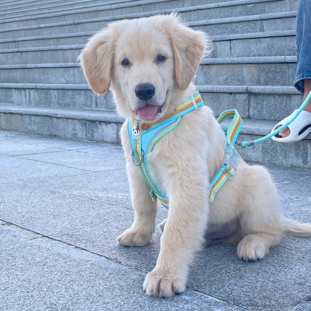 团团🐶